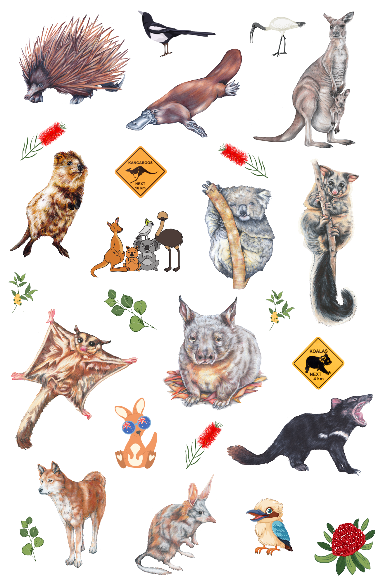 Australian Native Animals